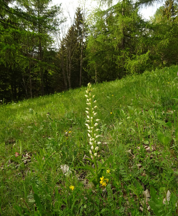 record di fiori  ?...........Cephalanthera longifolia